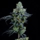 Auto Girl Scout Cookies feminised Ganja Seeds