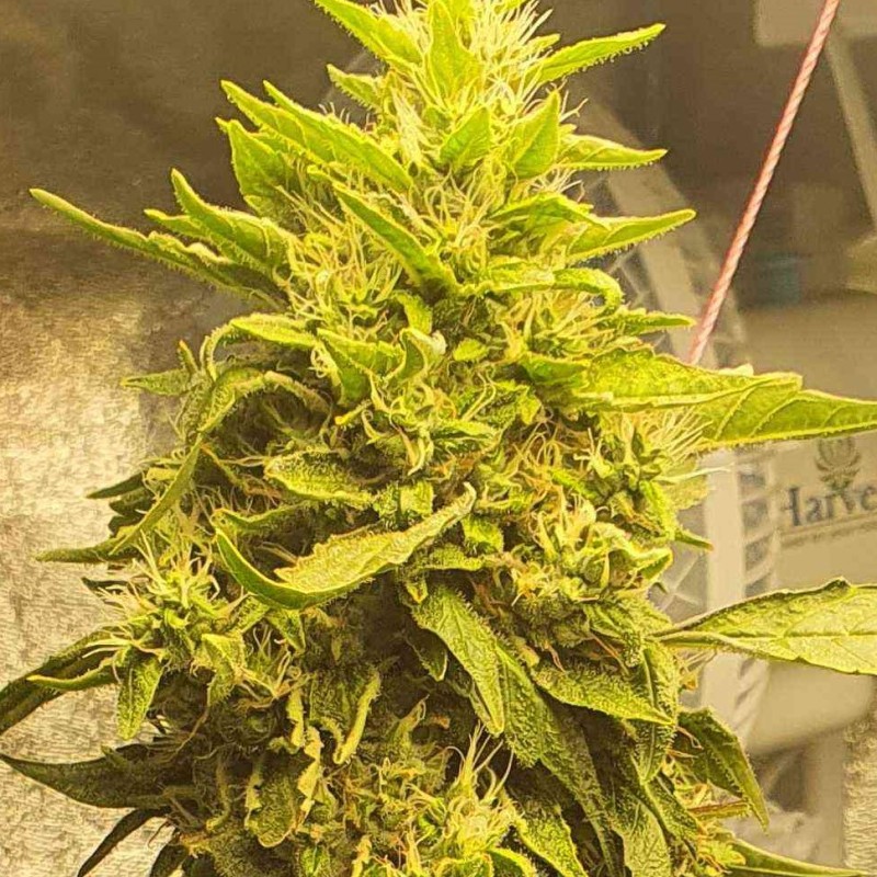 Auto Girl Scout Cookies feminised Ganja Seeds