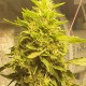 Auto Girl Scout Cookies feminised Ganja Seeds