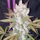 Auto Girl Scout Cookies feminised Ganja Seeds
