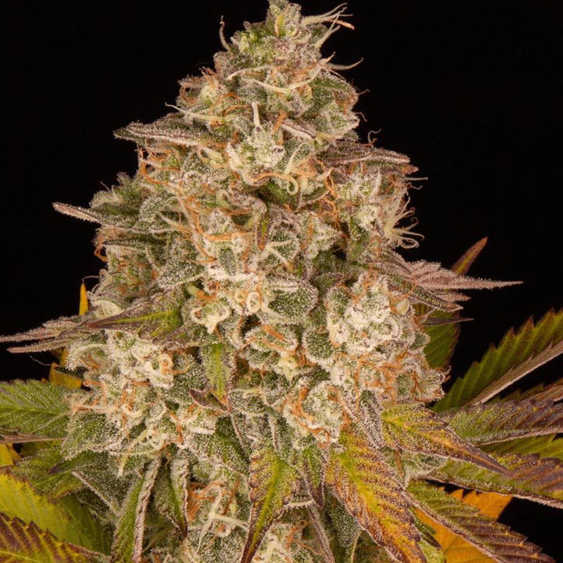 Auto Girl Scout Cookies feminised Ganja Seeds