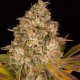 Auto Girl Scout Cookies feminised Ganja Seeds