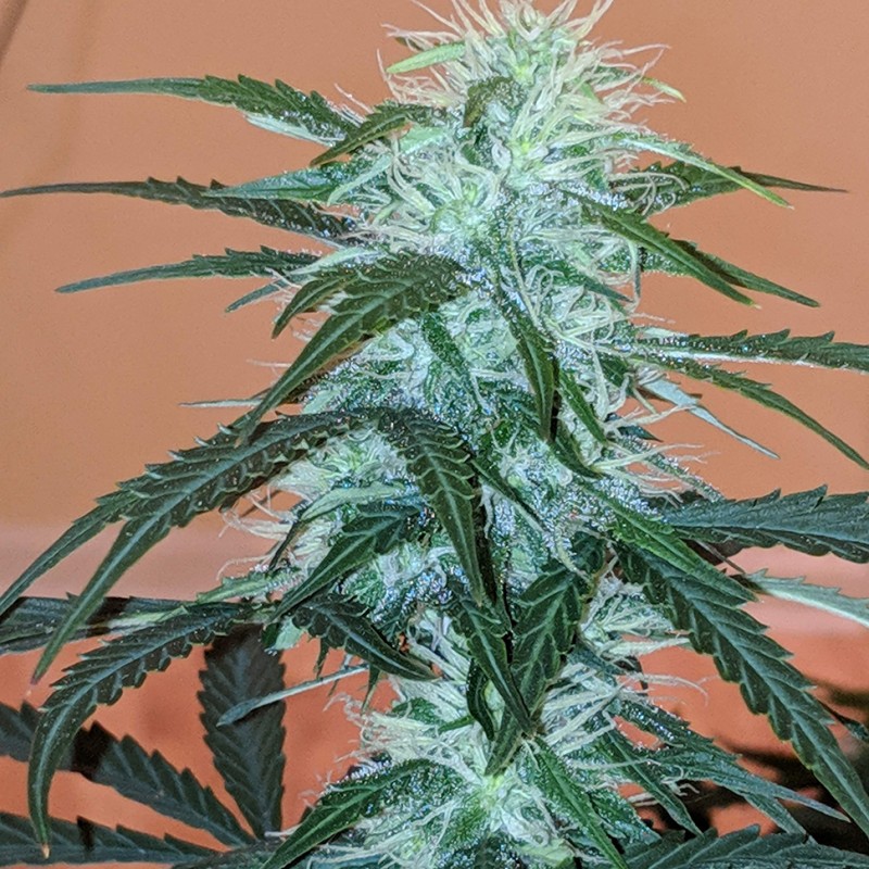 Auto Anesthesia regular Ganja Seeds