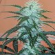 Auto Anesthesia regular Ganja Seeds