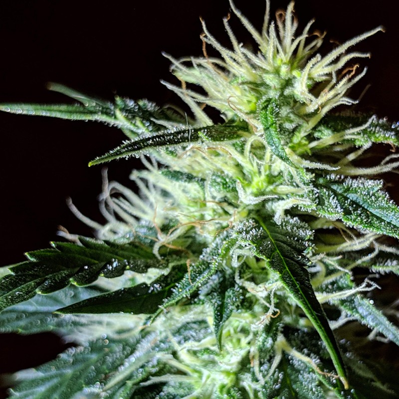 Auto Anesthesia regular Ganja Seeds