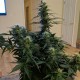 Auto Anesthesia regular Ganja Seeds