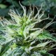 Auto Anesthesia regular Ganja Seeds