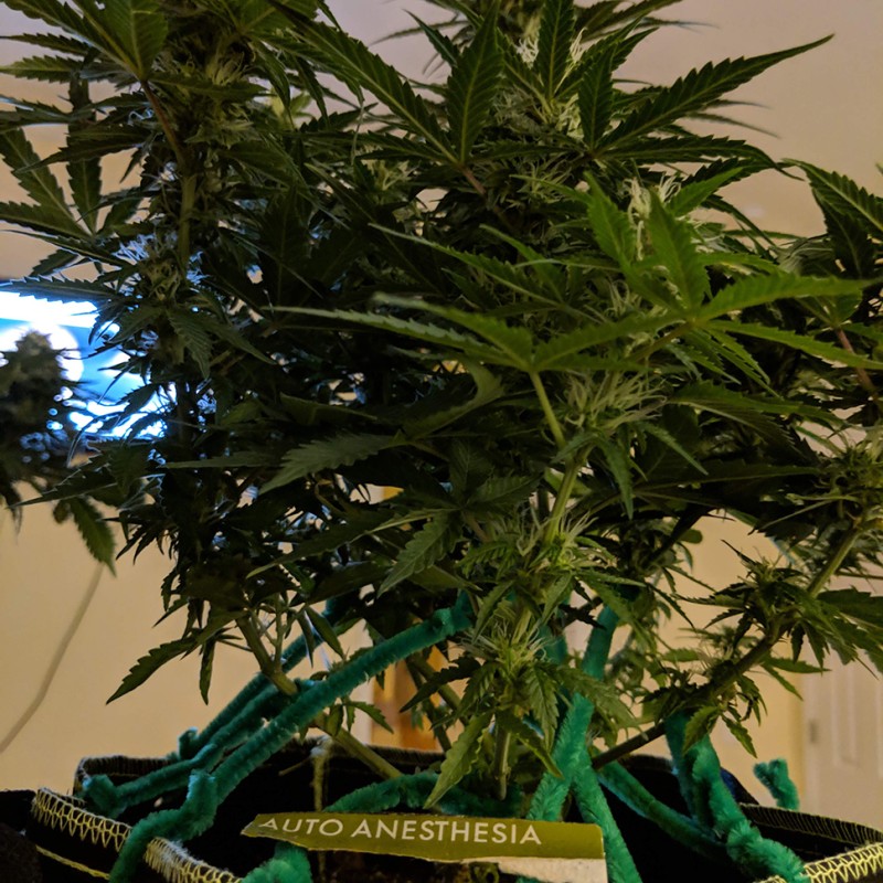 Auto Anesthesia regular Ganja Seeds