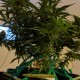 Auto Anesthesia regular Ganja Seeds