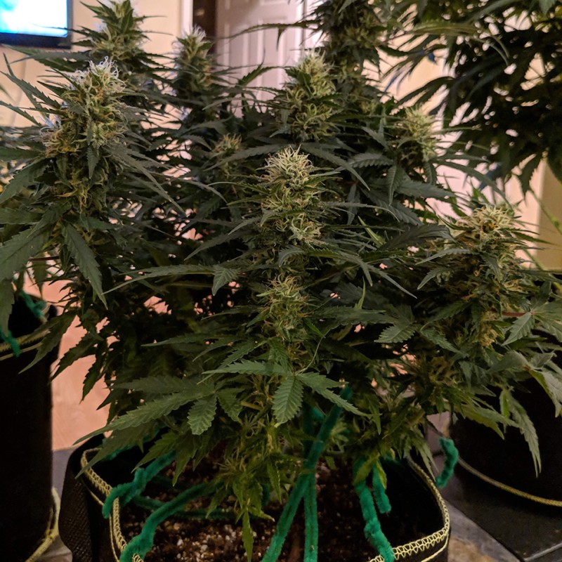 Auto Anesthesia regular Ganja Seeds