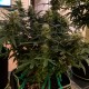 Auto Anesthesia regular Ganja Seeds
