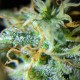 Auto Anesthesia regular Ganja Seeds