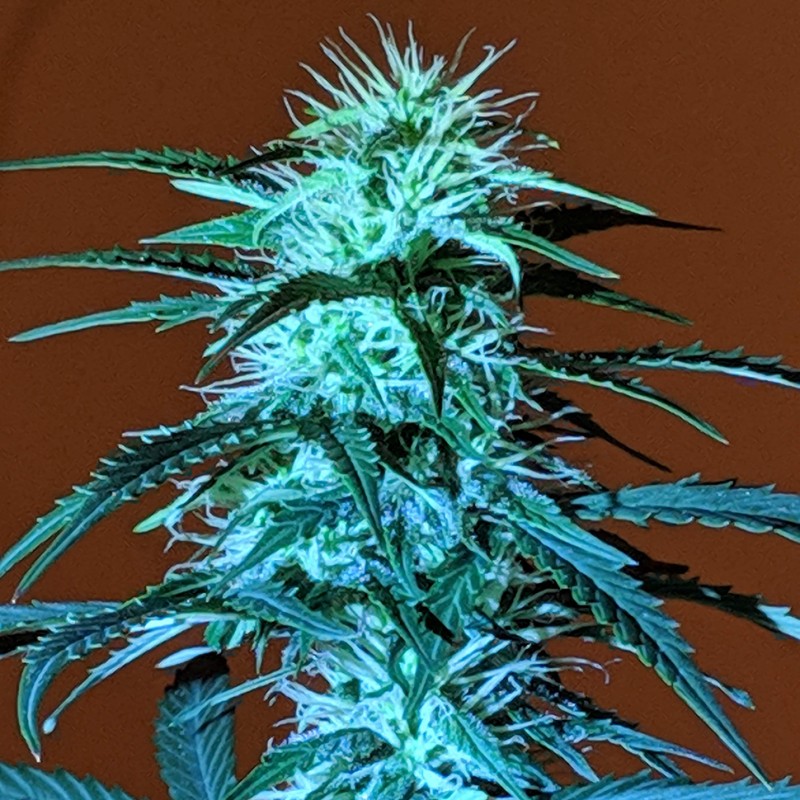 Auto Anesthesia regular Ganja Seeds
