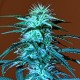 Auto Anesthesia regular Ganja Seeds