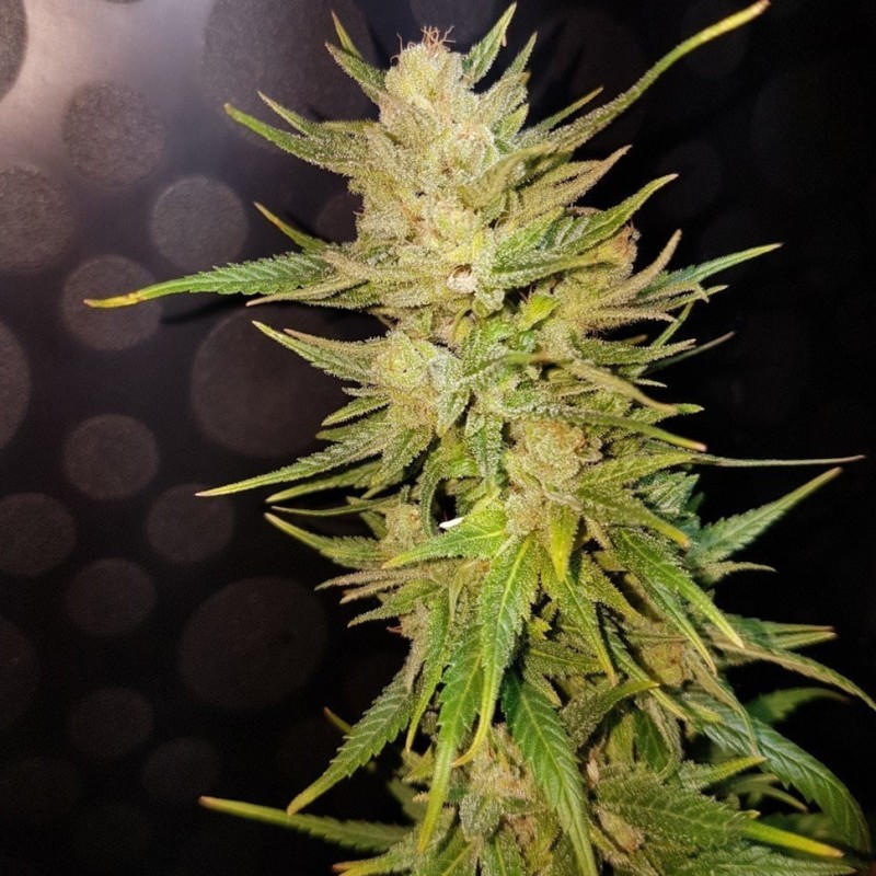 Nefertiti feminised Ganja Seeds - 2 насінини