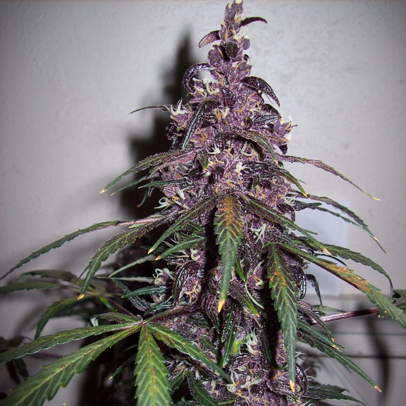 Auto Bloody Skunk feminised Ganja Seeds - 2 насінини