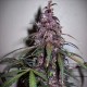Auto Bloody Skunk feminised Ganja Seeds - 2 насінини