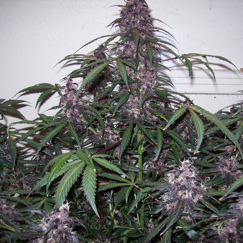 Auto Bloody Skunk feminised Ganja Seeds - 2 насінини