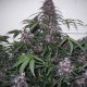 Auto Bloody Skunk feminised Ganja Seeds - 2 насінини