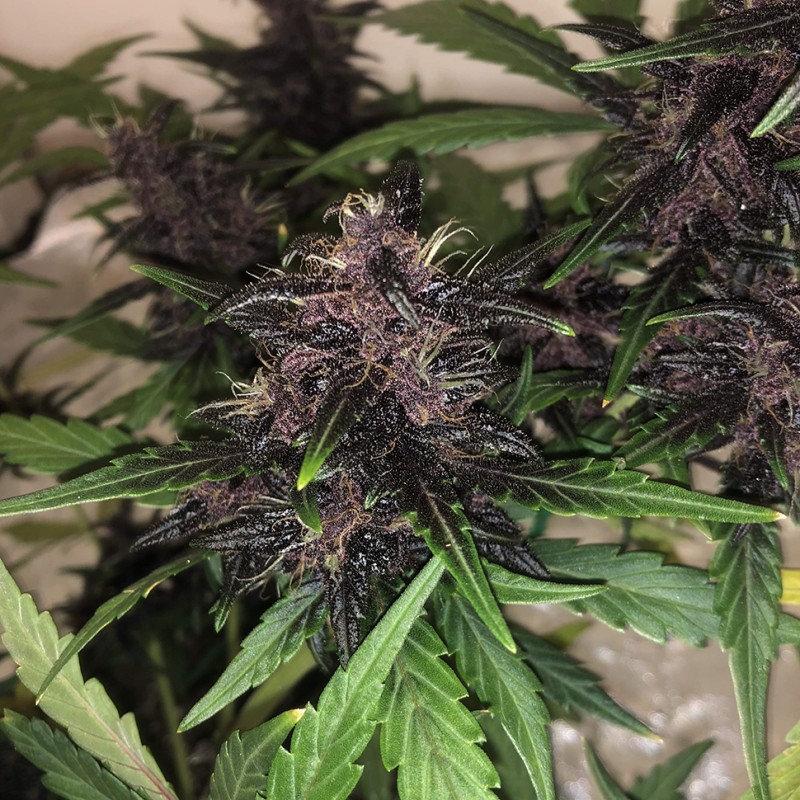 Auto Bloody Skunk feminised Ganja Seeds - 2 насінини