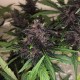 Auto Bloody Skunk feminised Ganja Seeds - 2 насінини
