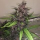 Auto Bloody Skunk feminised Ganja Seeds - 2 насінини