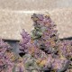 Auto Bloody Skunk feminised Ganja Seeds - 2 насінини