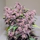 Auto Bloody Skunk feminised Ganja Seeds - 2 насінини