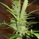 Super Lemon Haze feminised GanjaLiveSeeds