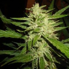 Super Lemon Haze feminised GanjaLiveSeeds