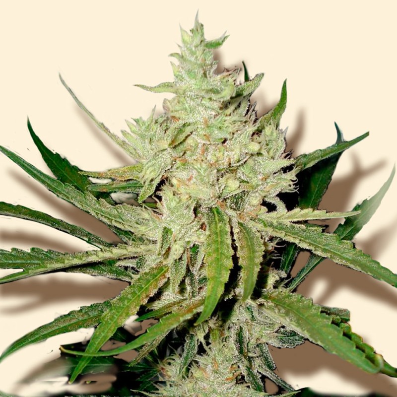 Amnesia Haze feminised Victory Seeds - 5 насінин