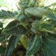 White Gum feminised GanjaLiveSeeds