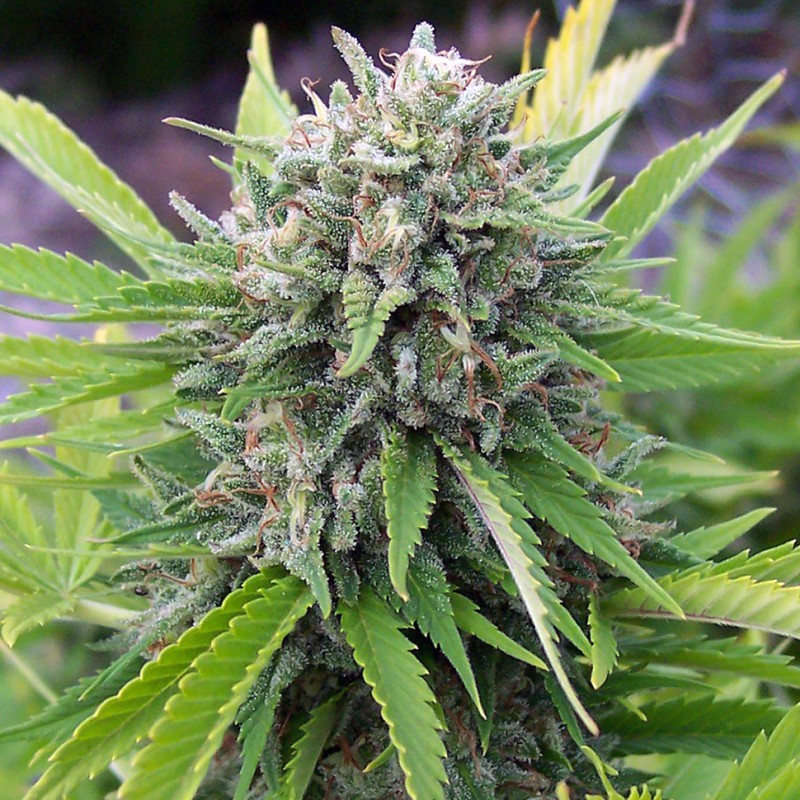 White Gum feminised GanjaLiveSeeds