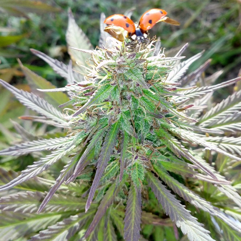 White Gum feminised GanjaLiveSeeds