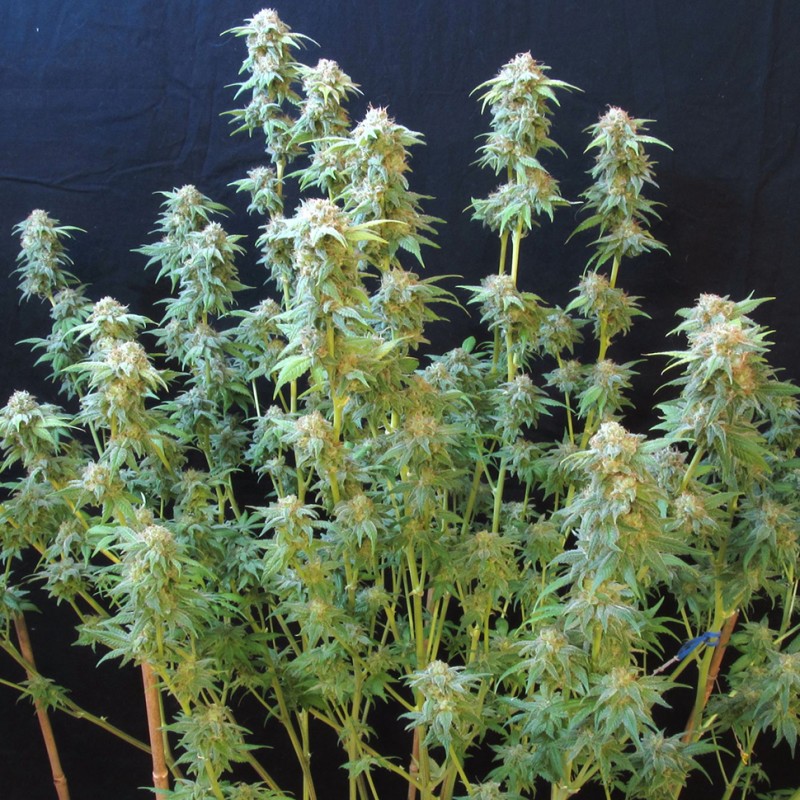 White Gum feminised GanjaLiveSeeds