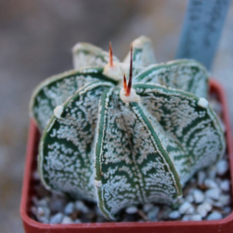 Astrophytum capricorne tmavy trn
