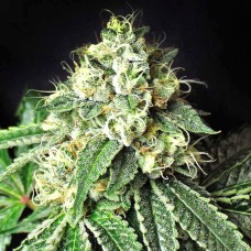 Pablo Escobar feminised GanjaLiveSeeds