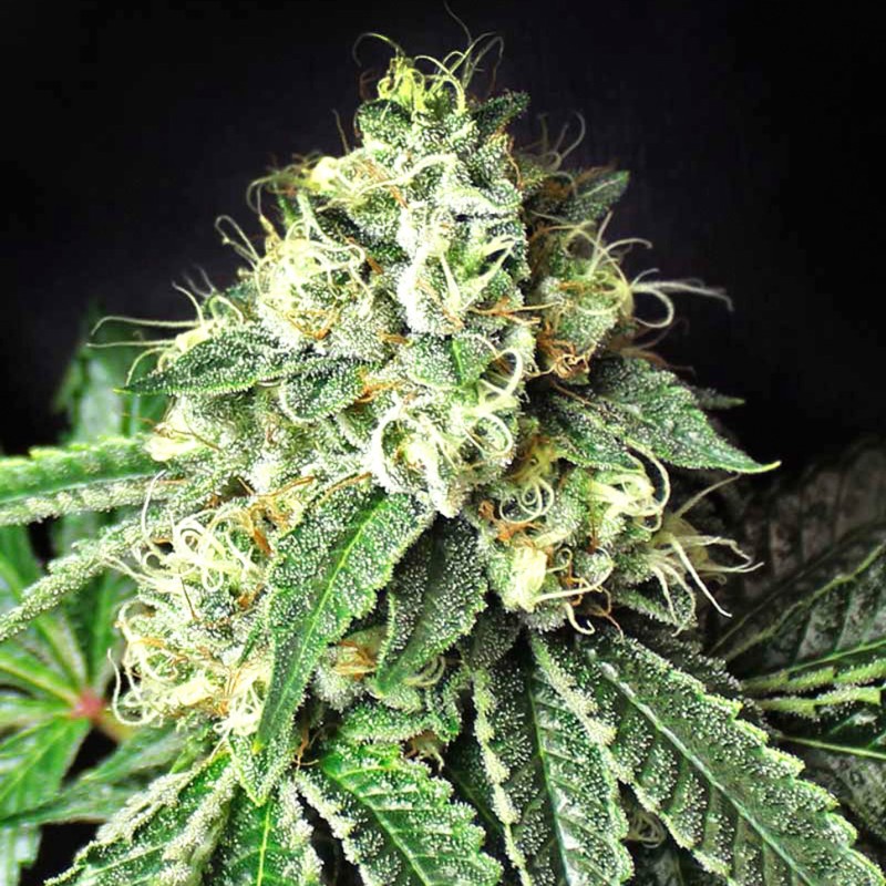 Pablo Escobar feminised GanjaLiveSeeds