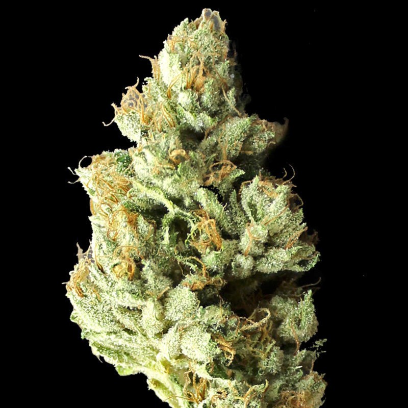 Pablo Escobar feminised GanjaLiveSeeds