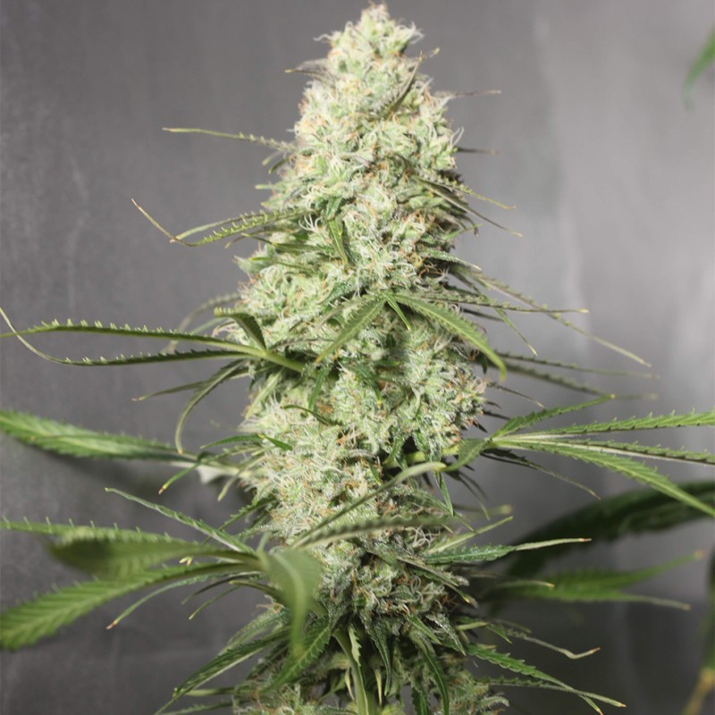 Auto Green Crack CBD feminised Ganja Seeds - 2 насінини