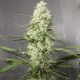 Auto Green Crack CBD feminised Ganja Seeds - 2 насінини