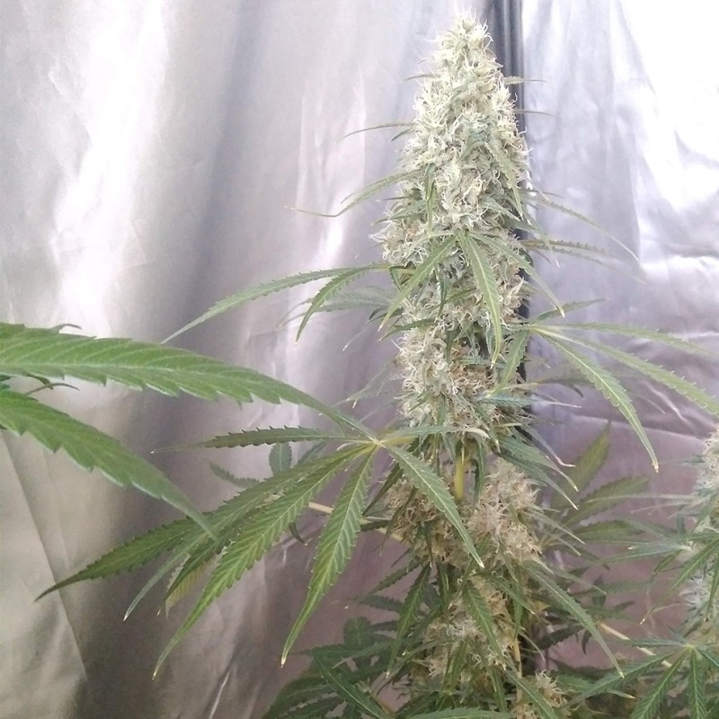 Auto Green Crack CBD feminised Ganja Seeds - 2 насінини