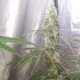 Auto Green Crack CBD feminised Ganja Seeds - 2 насінини