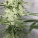 Auto Green Crack CBD feminised Ganja Seeds - 2 насінини