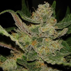 Hindu Kush feminised Ganja Seeds