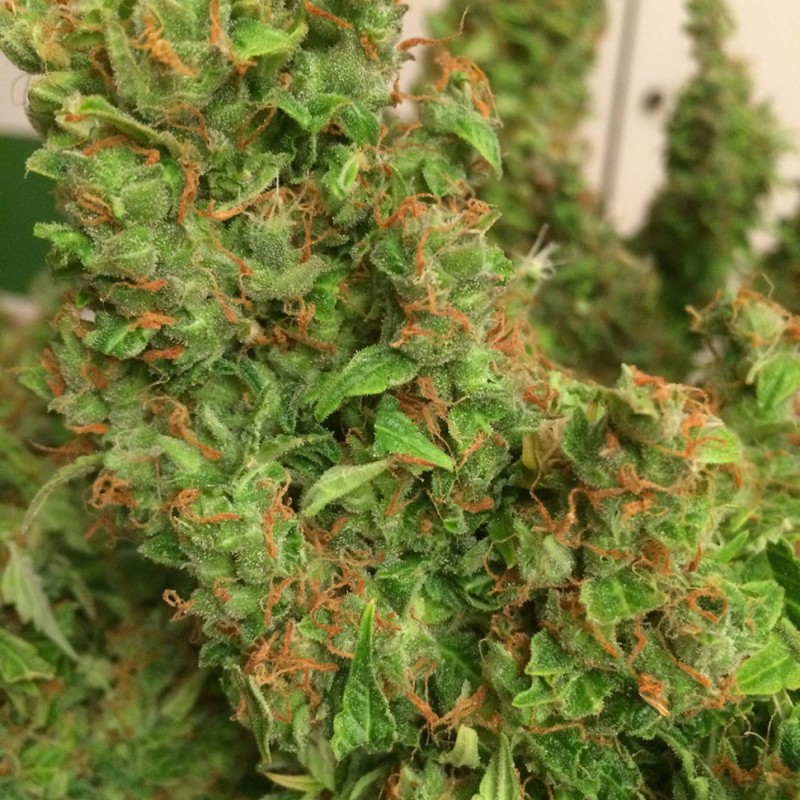 Auto Blue Diesel feminised Ganja Seeds