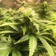 Auto Blue Diesel feminised Ganja Seeds