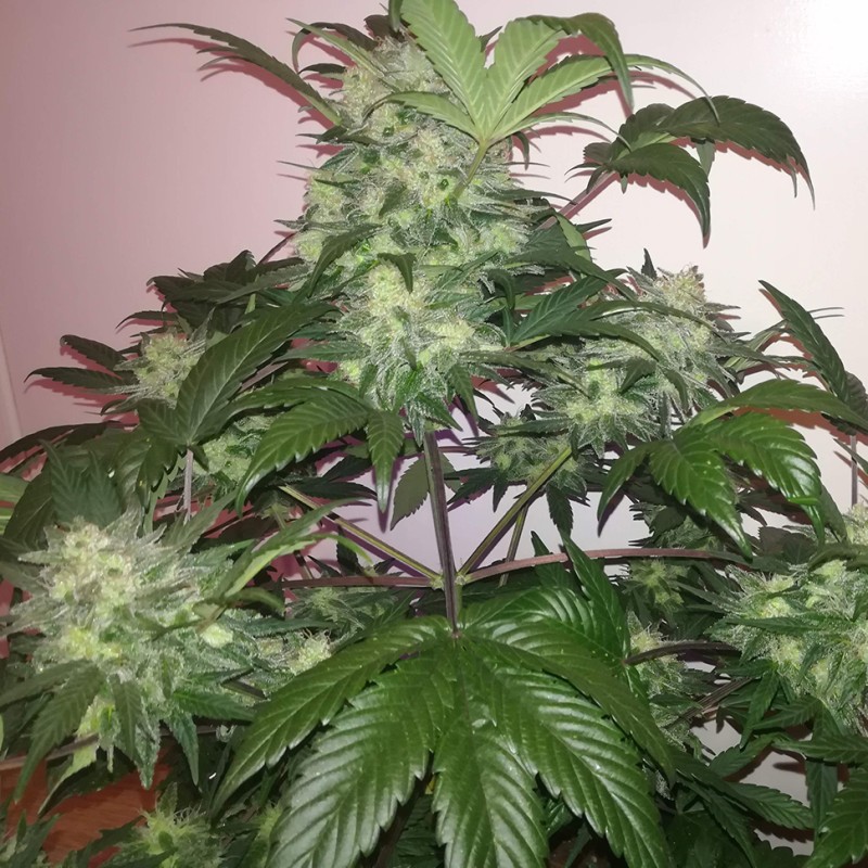 Auto Blue Diesel feminised Ganja Seeds