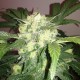 Auto Blue Diesel feminised Ganja Seeds