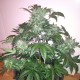 Auto Blue Diesel feminised Ganja Seeds
